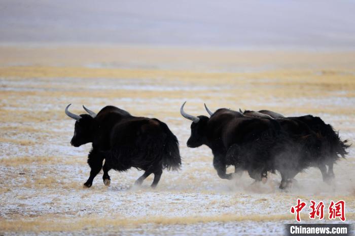 牦牛如何適應(yīng)低氧環(huán)境？中科院團隊發(fā)現(xiàn)牦牛特有肺內(nèi)皮細(xì)胞起作用