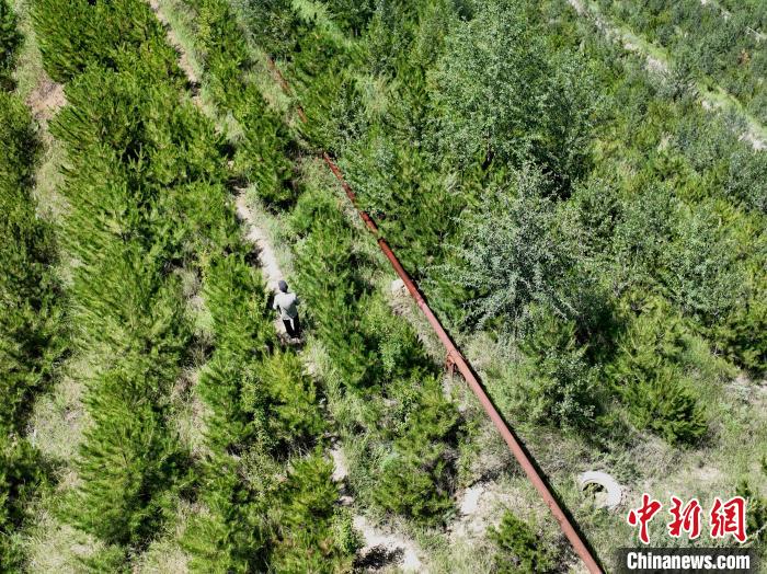 航拍建行青海省分行綠化區(qū)施工隊(duì)隊(duì)長(zhǎng)盧占祥正在巡護(hù)綠化區(qū)?！∑钤鲚?攝