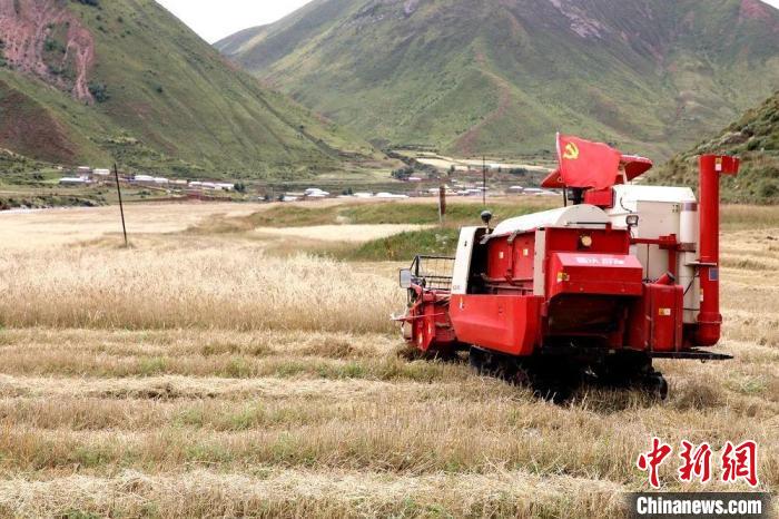 圖為秋收現(xiàn)場(chǎng)?！∮駱?shù)州委宣傳部供圖