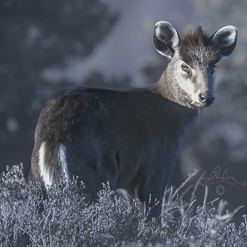 毛冠鹿。涼山州委宣傳部供圖
