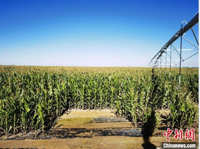 青?！凹Z改飼”項目收儲飼草44萬余噸