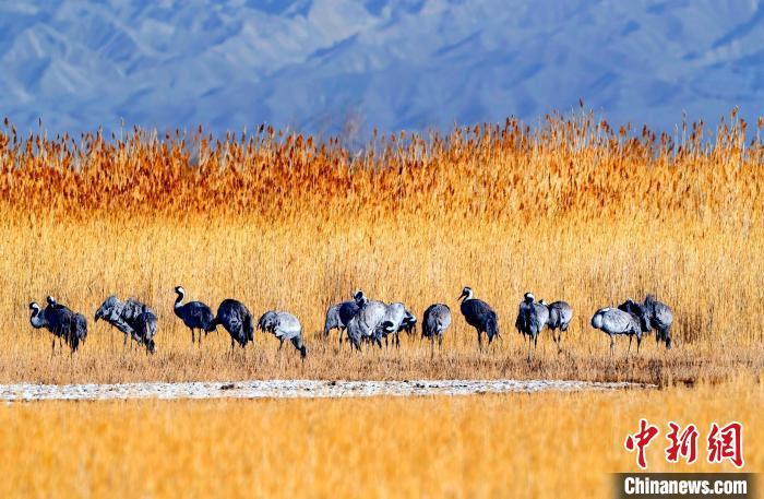 圖為可魯克湖野生水鳥(niǎo)覓食?！〉铝罟形麄鞑抗﹫D