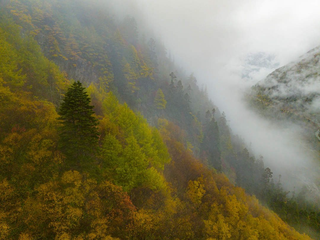 云纏霧繞，層林盡染。