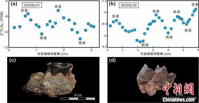 本次研究中的犀牛牙齒化石及氧同位素特征。　中科院青藏高原所 供圖