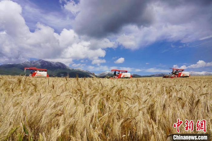 圖為青稞收獲?！±钣穹?攝