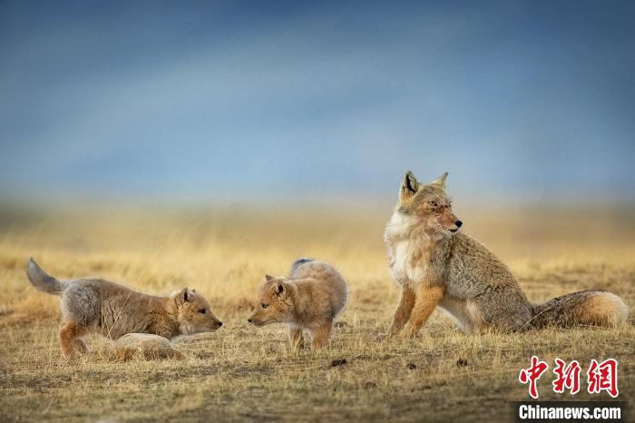 圖為焦生福的作品《居安思?！?。　青海省祁連山自然保護(hù)協(xié)會供圖