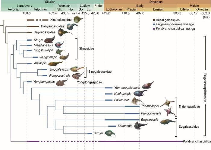 盔甲魚類的系統(tǒng)發(fā)育關(guān)系及地史分布?！≈锌圃汗偶棺邓?供圖