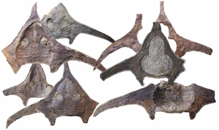 玉海翼角魚化石照片?！∩w志琨 攝