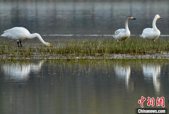 圖為三只大天鵝在黃河灘地嬉戲?！±钣穹?攝