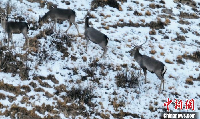 圖為巖羊和馬鹿集體覓食?！《继m縣融媒體中心 供圖