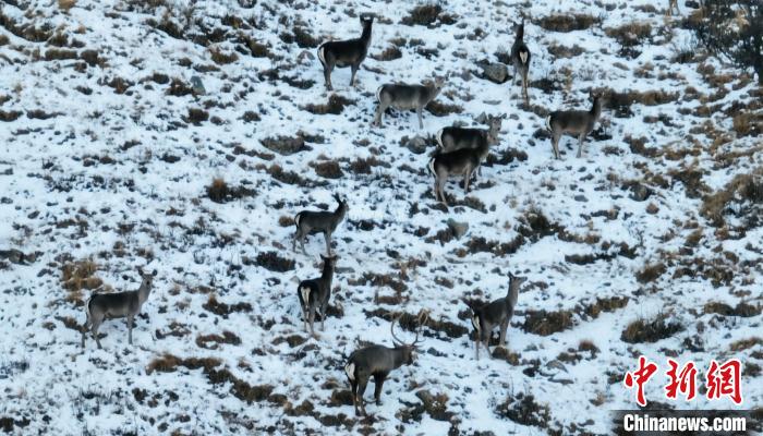 圖為巖羊和馬鹿集體覓食。　都蘭縣融媒體中心 供圖