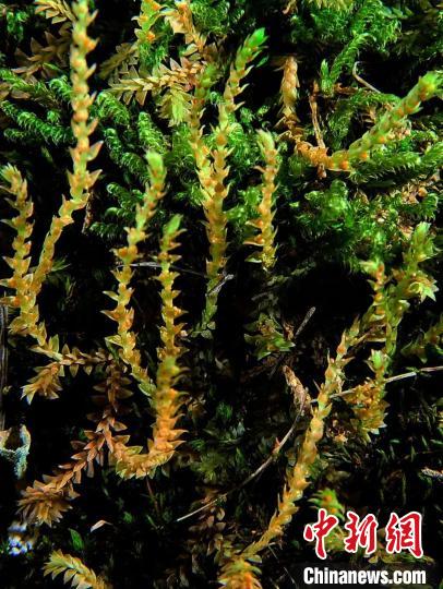 圖為九龍卷柏?！∏嗪Ｉ剿匀毁Y源調(diào)查規(guī)劃設(shè)計(jì)研究院供圖