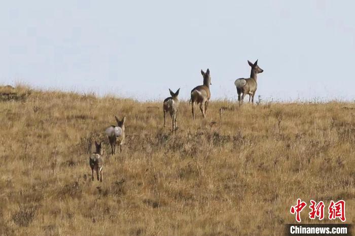 圖為狍鹿在山間漫步?！〔彭椖霞?攝