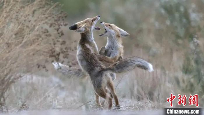 圖為同海元的作品《第一回合》。　青海省祁連山自然保護(hù)協(xié)會供圖