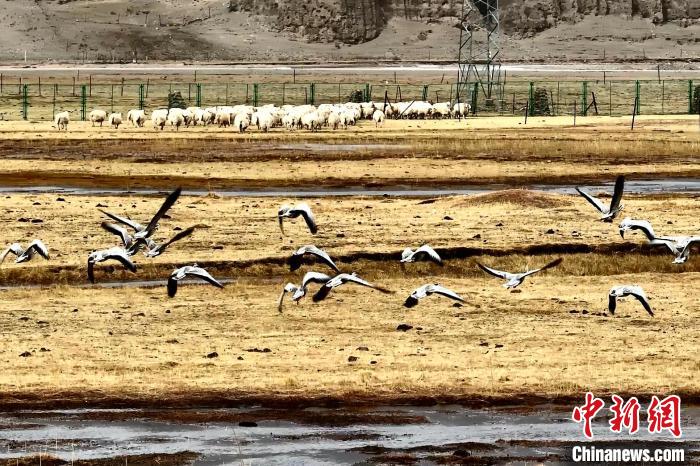 圖為斑頭雁在羊群邊飛翔?！“?攝