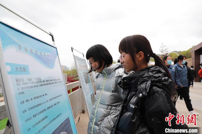圖為學(xué)生通過展板了解青海常見鳥類。　馬銘言 攝
