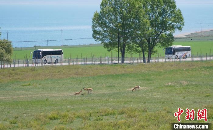 圖為成群普氏原羚在草場(chǎng)上愜意覓食，悠閑自在?！●R銘言 攝