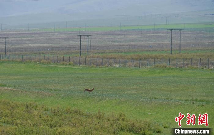 圖為一只普氏原羚在草場(chǎng)上奔跑?！●R銘言 攝