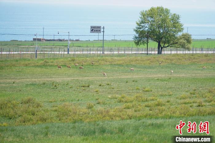 圖為成群普氏原羚在草場(chǎng)上愜意覓食，悠閑自在?！●R銘言 攝