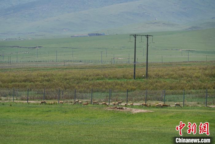 圖為成群普氏原羚在草場(chǎng)上愜意覓食，悠閑自在?！●R銘言 攝