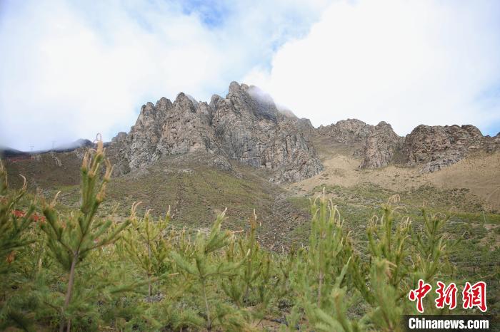 圖為拉薩南北山綠化工程拉薩曲水縣才納村5號片區(qū)?！∝暣_ 攝