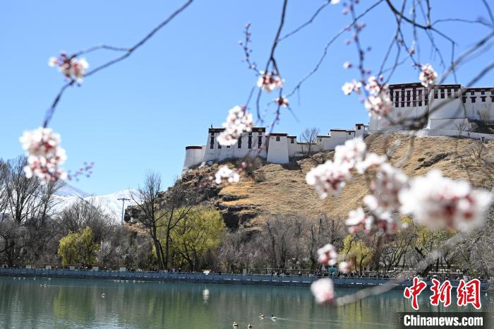 古城拉薩春意盎然