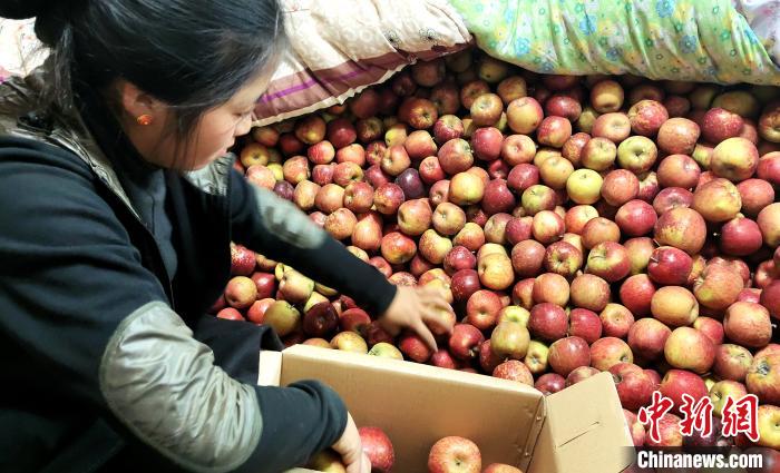 圖為通麥村村民巴桑拉姆精心挑選蘋(píng)果進(jìn)行裝箱?！∝暽＠?攝