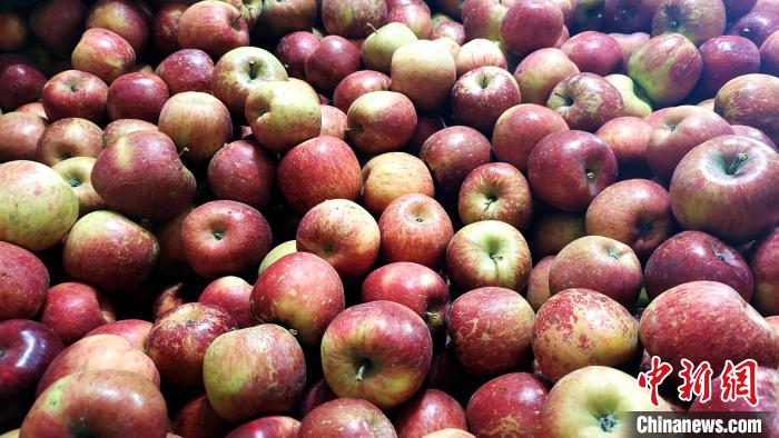 圖為通麥村村民巴桑拉姆家待裝箱的蘋(píng)果?！∝暽＠?攝