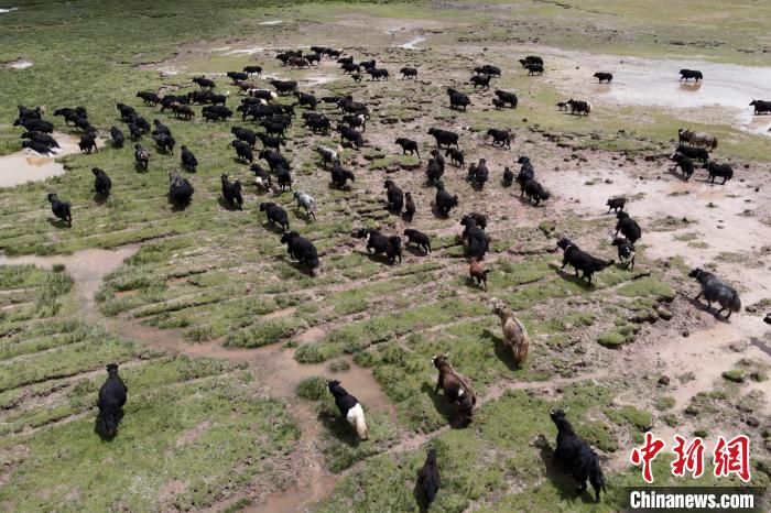 近年來，那曲市班戈縣推行村級牧業(yè)經(jīng)濟(jì)合作社，牧民們將牛羊及草場作為股份加入合作社，部分牧民開始從事旅游服務(wù)、服裝加工及運(yùn)輸?shù)刃袠I(yè)，收入逐年提高。圖為8月3日，班戈縣的牦牛群在一片草原濕地中覓食(資料圖)?！〗w波 攝