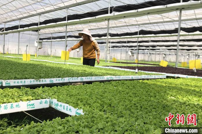 圖為會(huì)澤現(xiàn)代化農(nóng)業(yè)產(chǎn)業(yè)扶貧基地內(nèi)，貧困戶成為了產(chǎn)業(yè)工人?！】姵?攝