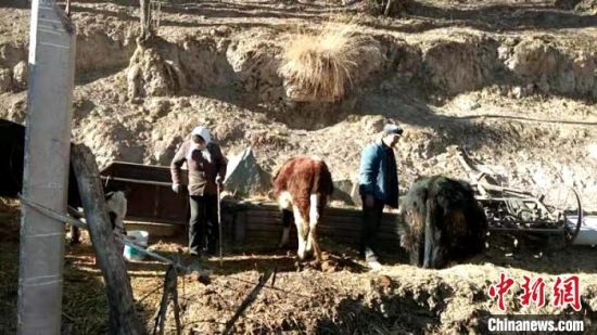 圖為孔繁福夫妻正在收拾牛圈?！±铍h　攝