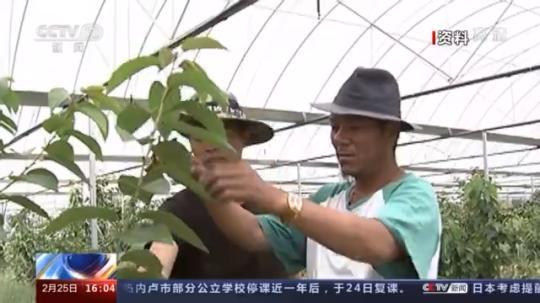 種蘑菇、養(yǎng)駱駝...。。特色產(chǎn)業(yè)助力鄉(xiāng)村振興走新路