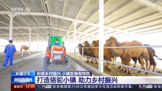 種蘑菇、養(yǎng)駱駝...。。特色產(chǎn)業(yè)助力鄉(xiāng)村振興走新路