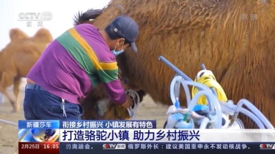 種蘑菇、養(yǎng)駱駝...。。特色產(chǎn)業(yè)助力鄉(xiāng)村振興走新路