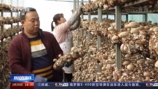 種蘑菇、養(yǎng)駱駝...。。特色產(chǎn)業(yè)助力鄉(xiāng)村振興走新路