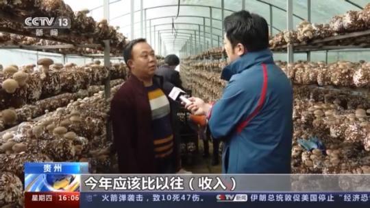 種蘑菇、養(yǎng)駱駝...。。特色產(chǎn)業(yè)助力鄉(xiāng)村振興走新路