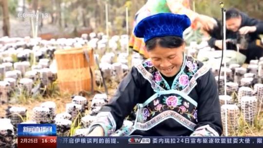 種蘑菇、養(yǎng)駱駝...。。特色產(chǎn)業(yè)助力鄉(xiāng)村振興走新路