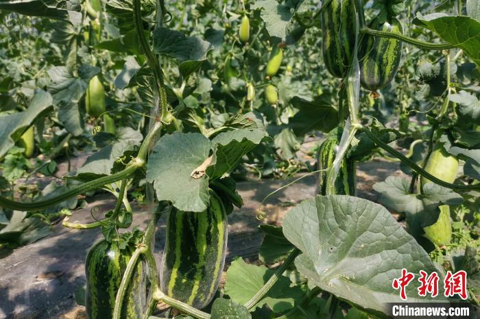 圖為西藏康馬縣大棚內(nèi)的博洋九號(hào)甜瓜?！⒔ㄜ?攝