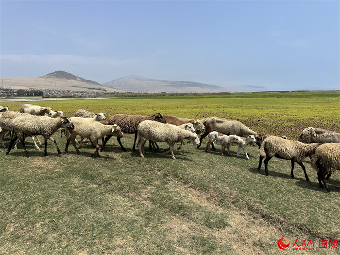 當?shù)貢r間11月15日，羊群在錢凱港附近的圣羅莎濕地棲息。人民網(wǎng)記者 周雨攝