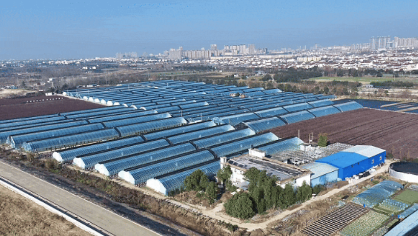 洋縣東聯(lián)村藍(lán)莓基地航拍。洋縣融媒體供圖