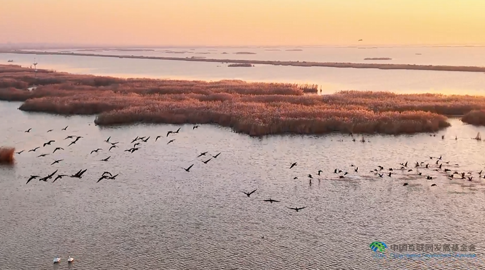 “兩山”理念與美麗中國(guó)丨濕地與候鳥(niǎo)，一場(chǎng)歲歲年年的相守