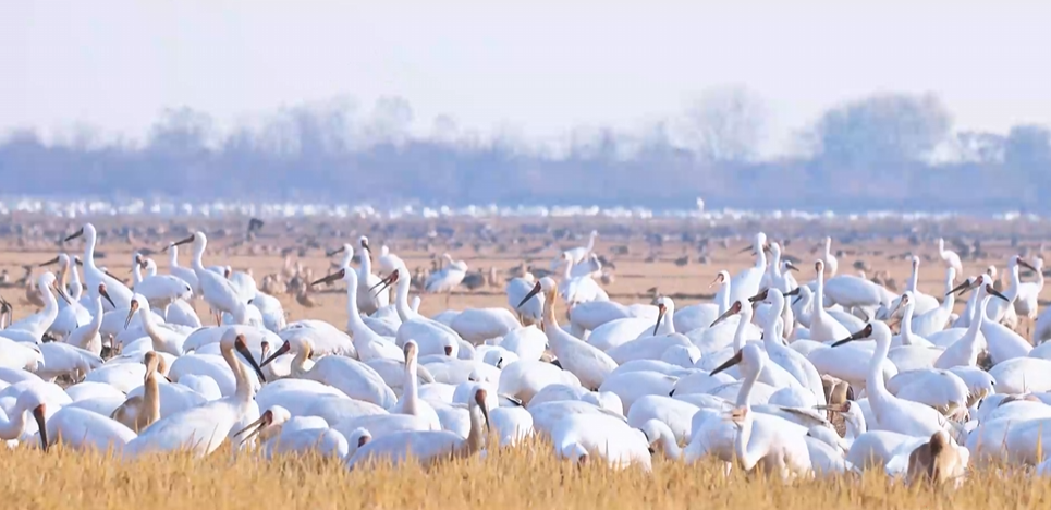 “兩山”理念與美麗中國(guó)丨濕地與候鳥(niǎo)，一場(chǎng)歲歲年年的相守