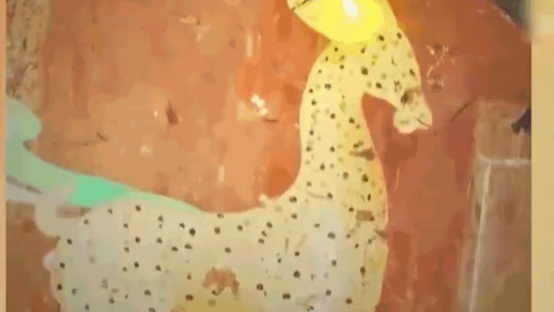 在全新技術(shù)支持下，敦煌莫高窟實現(xiàn)了窟內(nèi)文物窟外看的新體驗。