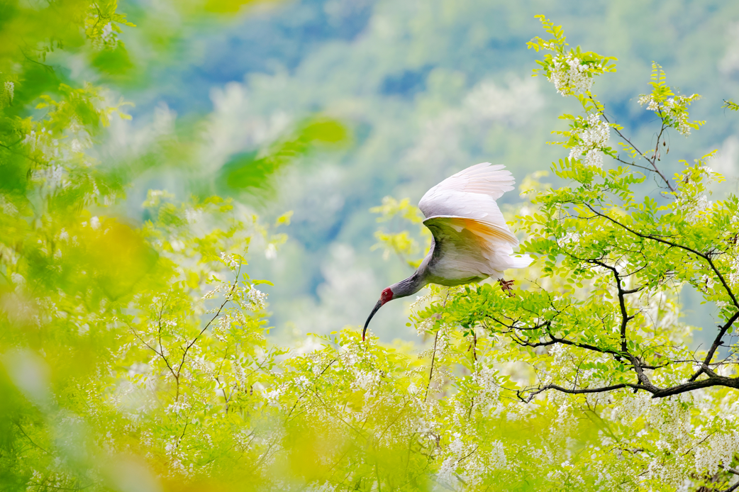 2024年5月2日，一只秦嶺以北野放朱鹮在陜西省銅川市耀州區(qū)沮河上游洋槐林中飛翔。