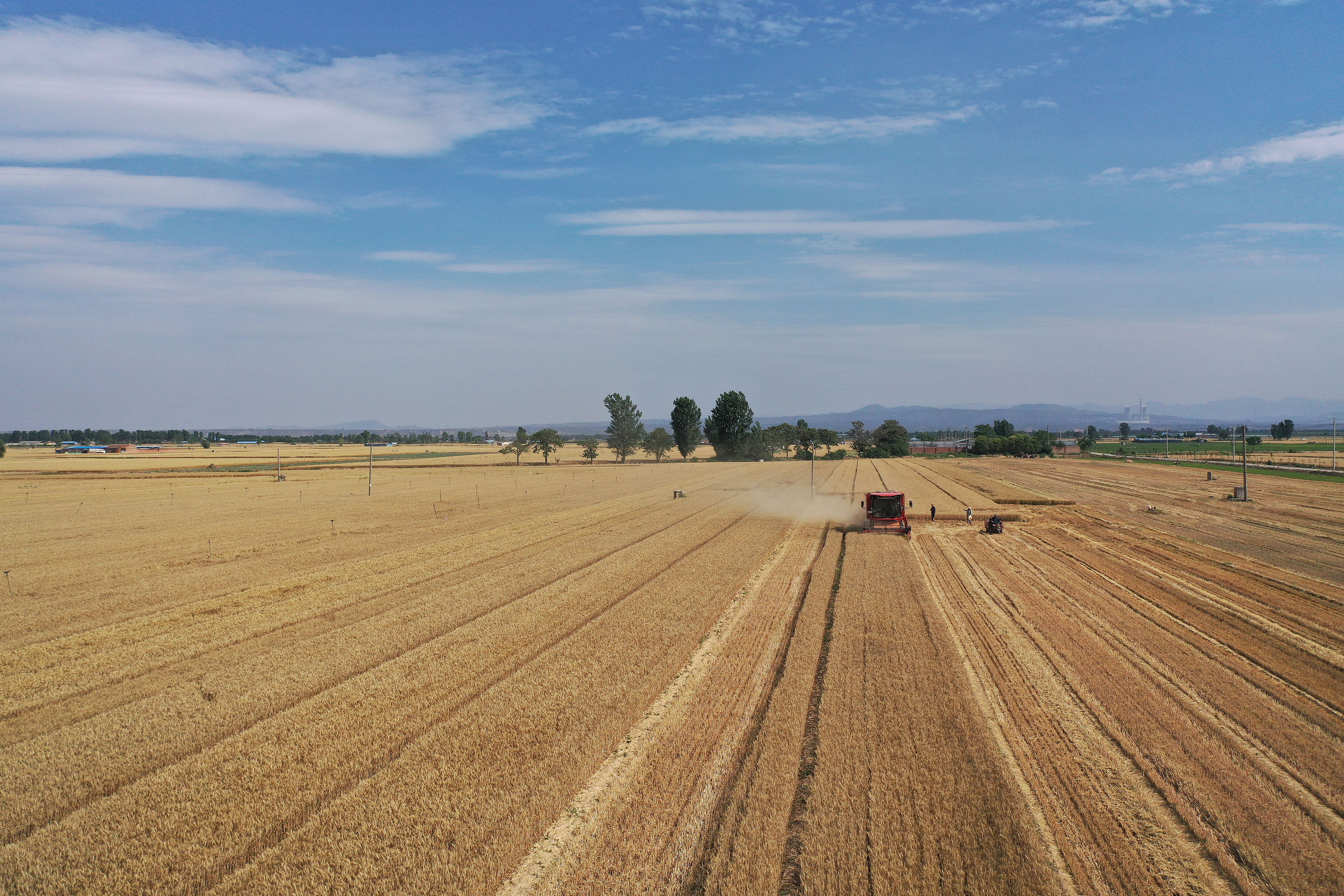 2025年6月3日，河南焦作，溫縣黃河街道灘王莊村農(nóng)民駕駛收割機(jī)收獲小麥。