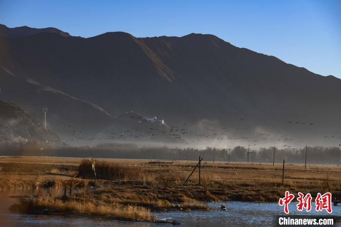 圖為拉薩市林周縣境內(nèi)飛翔的候鳥?！∝暩聛硭?攝
