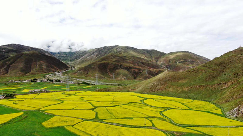 金燦燦的油菜花。洛克攝