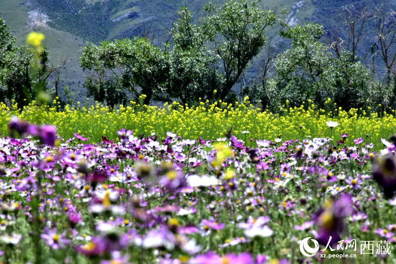 油菜花與格?；ㄏ嘤吵扇?。人民網(wǎng) 李海霞攝