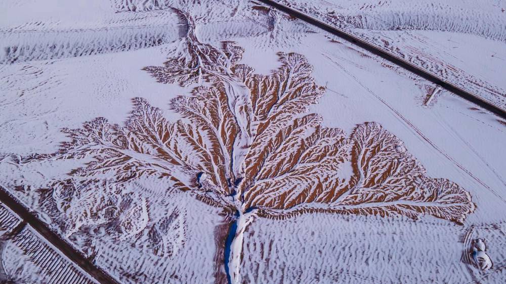 雪中“大樹”。邊巴多吉攝