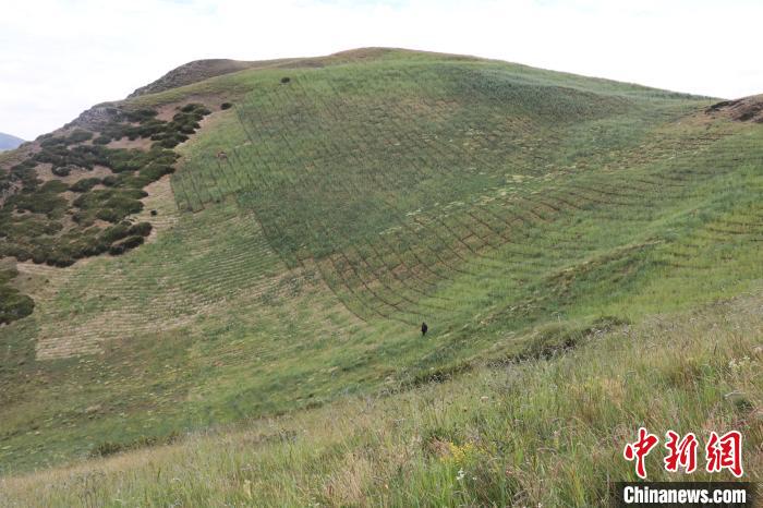 四川省阿壩州若爾蓋縣草原沙化治理后。若爾蓋縣林業(yè)和草原局供圖